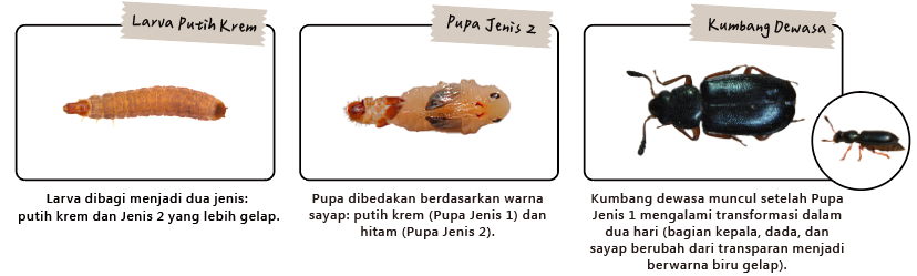 Kumbang Ham Berkaki Merah Dewasa